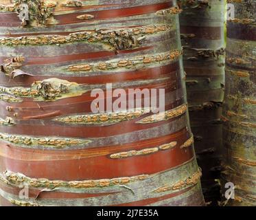 Tronco di un albero maturo di Prunus Serrula (ciliegia giapponese o tibetana) che mostra la sua corteccia pelante e come la corteccia rossa appena esposta sbiadisca facendo le strisce. Foto Stock