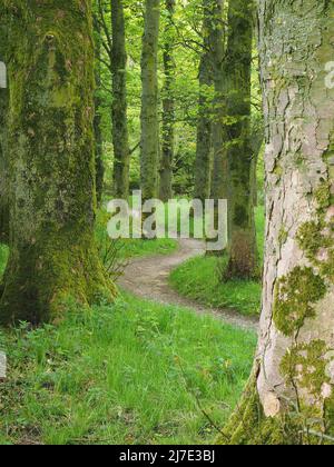 Percorso tortuoso attraverso il bosco a maggio a Rivington in Lancashire, Inghilterra. Foto Stock