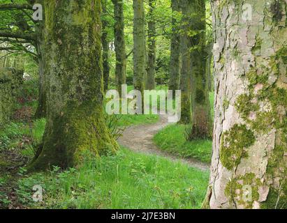 Percorso tortuoso attraverso il bosco a maggio a Rivington in Lancashire, Inghilterra. Foto Stock