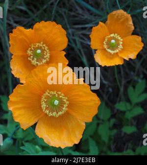 Papaveri gallesi (meconopsis cambrica) che crescono selvaggi in un hedgerow nel mese di maggio. Preso a Rivington in Lancashire, Inghilterra. Foto Stock