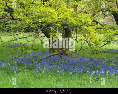 Bluebells inglesi nativi ((Hyacinthoides non-scripta) che crescono nel bosco a foglia larga all'inizio di maggio in Lancashire Foto Stock