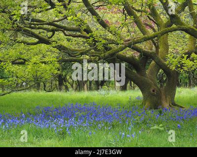 Bluebells inglesi nativi ((Hyacinthoides non-scripta) che crescono nel bosco a foglia larga all'inizio di maggio in Lancashire Foto Stock