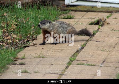 Una passeggiata Groundhog sul marciapiede Foto Stock