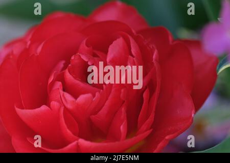 Fiore rosso brillante di camelia, petalo primo piano. Rosa fresco camellia fiore testa macro primo piano, fuoco selettivo Foto Stock