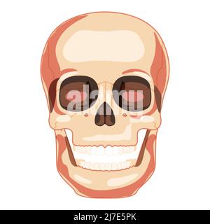 Cranio Smiley Skeleton vista frontale della testa umana. Modello del volto umano con bocca aperta. Set di truccatura realistico piatto colore naturale concetto. Illustrazione vettoriale dell'anatomia isolata su sfondo bianco Illustrazione Vettoriale