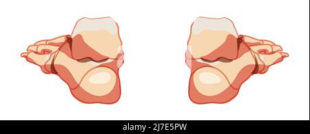 Piede e caviglia ossa scheletro umano schiena posteriore posteriore dorsale. Serie di articolazioni anatomicamente corrette, falangi del dito del piede, cuboidi, metatarsali, naviculari, Illustrazione vettoriale concettuale piatta realistica cuneiforme Illustrazione Vettoriale