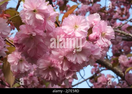 Fiore di ciliegia rosa. Messa a fuoco selettiva macro. Sfondo sfocato. sakura rosa fiori petali primo piano fuoco selettivo Foto Stock