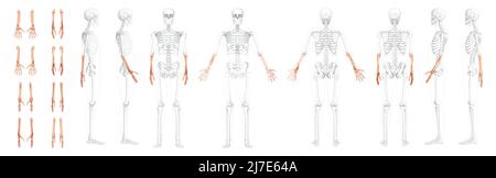 Set di scheletri avambracci ulna umana, raggio, vista laterale anteriore posteriore della mano con posizione delle ossa parzialmente trasparente. Correzione anatomica realistica colore naturale piatto concetto illustrazione vettoriale isolato Illustrazione Vettoriale