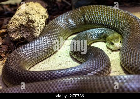 Taitan costiera australiana in una mostra dello Zoo Australiano (Oxyuranus scutellatus) Foto Stock