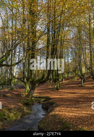 Foresta di faggi ad Otzarreta. Vizcaya, Spagna Foto Stock