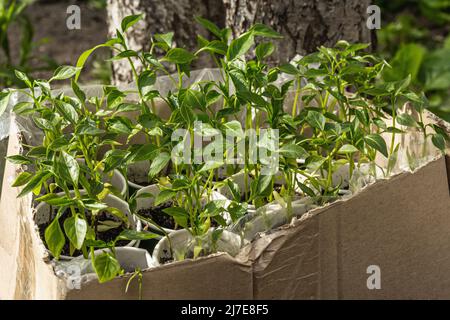 Giovani piantine di peperoni assortite in una scatola di cartone. Primavera piantando e giardinaggio concetto. Germogli pronti a piantare nel suolo Foto Stock