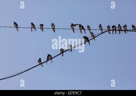 Parte di un grande gregge di Martini di sabbia, Riparia Riparia, su un filo di fronte ad un cielo limpido e blu. Foto Stock