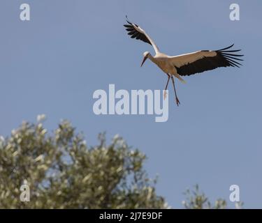 Una cicogna bianca, Ciconia ciconia, con un anello su ogni gamba per l'identificazione e lo studio, scendendo a terra su un cespuglio. Parco Nazionale di Doñana, Spagna, Foto Stock