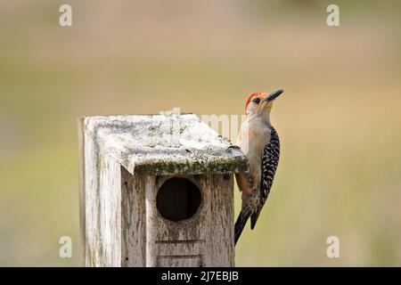 Woodpecker con decorazioni rosse sulla sua casa Foto Stock