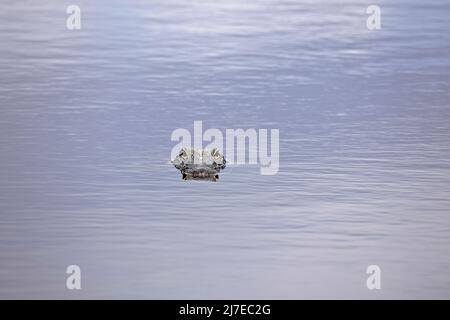 Florida Gator con la sua testa sopra l'acqua guardando la fotocamera Foto Stock