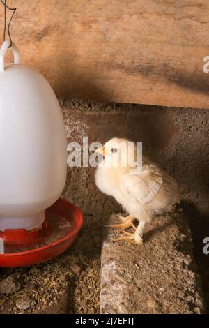 bantam di colore giallo pulcino bambino, piccola varietà di gallina giovane all'interno di una covata di pollo, razza ornamentale gialla, primo piano con spazio copia Foto Stock