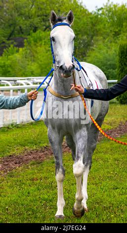 Ritratto di bel cavallo prima della corsa a cavallo. Foto Stock