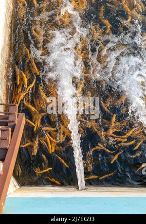 Coltivazione di trote d'oro e altri pesci in piscine di cemento. Fattoria di trote. Molti stagno concreto a farm. Di acquacoltura è specie economiche di bello f Foto Stock