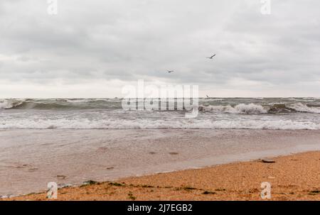 Onde enormi che infuriano in mare e gabbiani nello spruzzo di onde. Tempesta in mare. Gli uccelli volano sulle onde. Natura, ambiente, condizioni meteorologiche avverse, pericolo Foto Stock