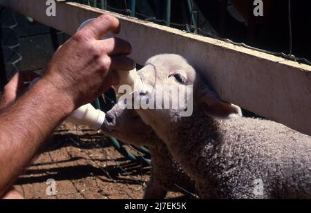 AGNELLI DI ALIMENTAZIONE IN BOTTIGLIA SU UNA PROPRIETÀ RURALE NEL NUOVO GALLES DEL SUD, AUSTRALIA. Foto Stock