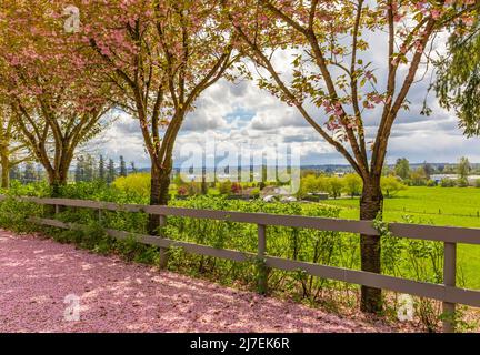 Vista panoramica di Springtime di un percorso Street Garden fiancheggiato da splendidi alberi di ciliegio in Blossom. Foto di strada, nessuno, fuoco selettivo Foto Stock