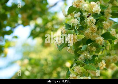 Un bumblebee estrae il polline da un tiglio. Un'ape grande che raccoglie nettare da un fiore giallo. Foto Stock