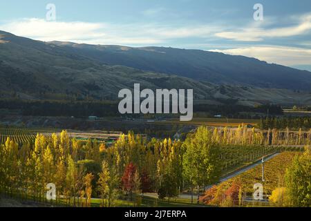 Autunno colori, Felton Road, Bannockburn, e Pisa Range, vicino a Cromwell, Central Otago, Isola del Sud, Nuova Zelanda Foto Stock