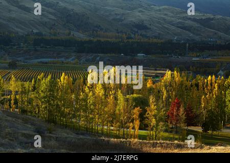 Autunno colori, Felton Road, Bannockburn, e Pisa Range, vicino a Cromwell, Central Otago, Isola del Sud, Nuova Zelanda Foto Stock