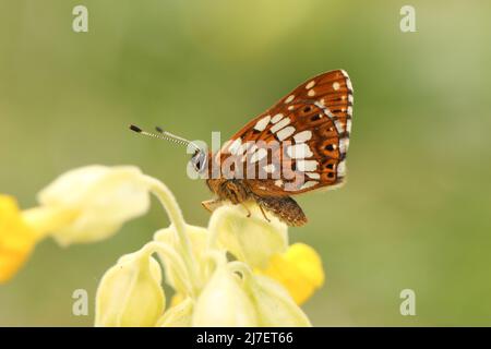 Un raro Duca di farfalla di Borgogna, Hamearis lucina, che in primavera si infila su un fiore di Cowslip. Foto Stock