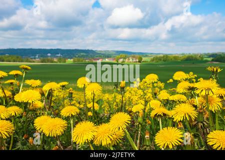 Dandelion fiori su un prato in un paesaggio rurale un giorno d'estate Foto Stock
