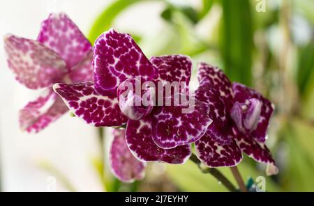 Orchid Phalaenopsis Lioulin Wild Cat. Boccioli bianchi viola punteggiati e macchiati. Fiore rosa Borgogna. Primo piano delle orchidee. Varietà rara. Foto Stock