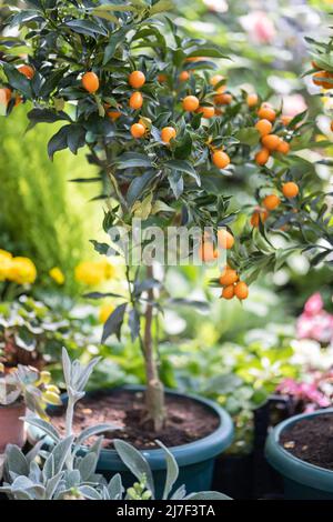 Alberi di kumquat di agrumi con frutta in vaso e fiori in vendita in negozio giardino. Negozio di fiori all'aperto. Foto Stock