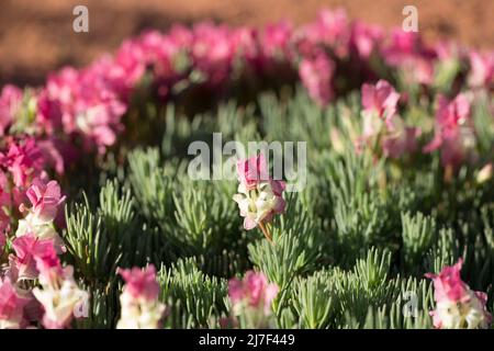 Primo piano Guarda Wreath Lechenaultia che cresce in terreni ghiaiosi nell'entroterra dell'Australia occidentale Foto Stock