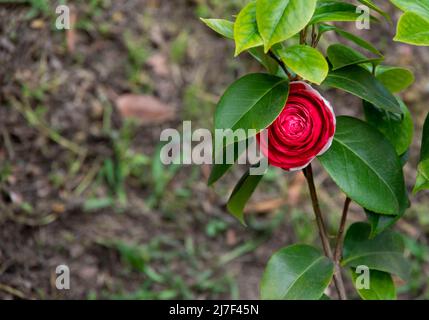 Bella rosa di fiori rossi in piena fioritura con effetto grunge sbiadito Foto Stock