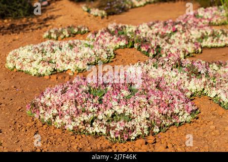 Grumi di Wreath Lechanaultia fiori selvatici, Outback Australia occidentale Foto Stock