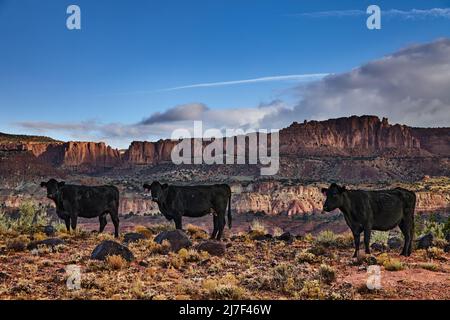 Pascolando le mucche di gamma libere nel pascolo del deserto, Utah, Stati Uniti Foto Stock