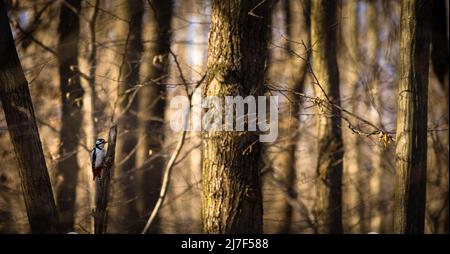 Il picchio si siede su un tronco d'albero. Un picchio ottiene il cibo su un albero grande in primavera. Il grande picchio macchiato, Dendrocopos Major Foto Stock