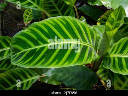 Zebra Plant, Calathea zebrina, Vista frontale di una foglia verde chiaro con marcature scure regolari su ciascun lato della costola centrale. Baden Baden, Baden Wuerttemberg, GE Foto Stock