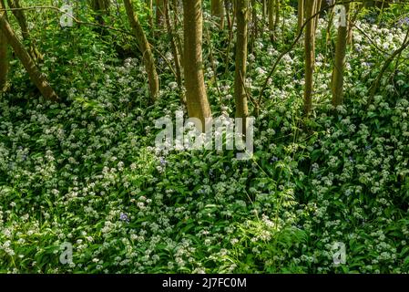 Un pezzo di fiori di aglio selvatico. Foto Stock