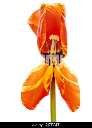 Vista all'interno di un rosso e giallo primavera tulipano fiore testa. Isolato su bianco. Foto Stock