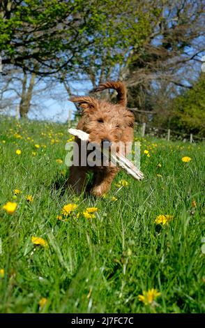 carino irlandese terrier cucciolo cane corsa bastone di tenuta in campagna impostazione Foto Stock