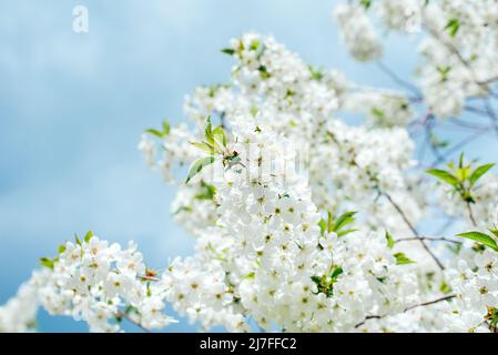 Sfondo primaverile con fiori bianchi e sunbeamson blu cielo sfondo. Rami di macrofono e ape in fiore con fuoco morbido sul backgrou blu Foto Stock