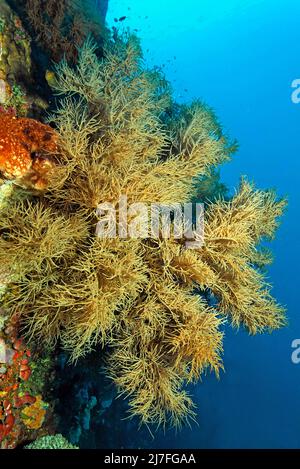Corallo nero o corallo nero a poro diviso (Antipathes dichotoma), in una barriera corallina, Sulawesi, Indonesia, Oceano Indo-Pacifico, Asia Foto Stock