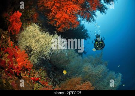 Corallo nero o corallo nero di Spalato-poro (Antipathes dichotoma), in una barriera corallina, Cebu, Filippine, Asia Foto Stock