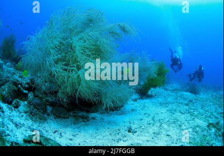 Corallo nero o corallo nero di Spalato-poro (Antipathes dichotoma), in una barriera corallina, Cebu, Filippine, Asia Foto Stock
