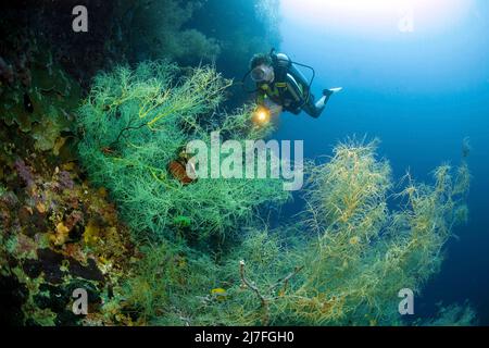 Corallo nero o corallo nero di Spalato-poro (Antipathes dichotoma), in una barriera corallina, Cebu, Filippine, Asia Foto Stock