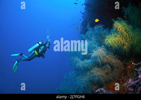 Corallo nero o corallo nero di Spalato-poro (Antipathes dichotoma), in una barriera corallina, Cebu, Filippine, Asia Foto Stock