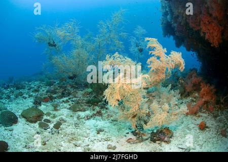 Corallo nero o corallo nero di Spalato-poro (Antipathes dichotoma), in una barriera corallina, Cebu, Filippine, Asia Foto Stock