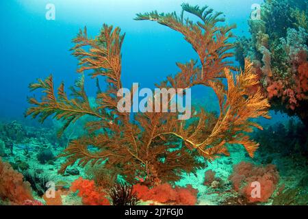 Corallo nero o corallo nero di Spalato-poro (Antipathes dichotoma), in una barriera corallina, Cebu, Filippine, Asia Foto Stock