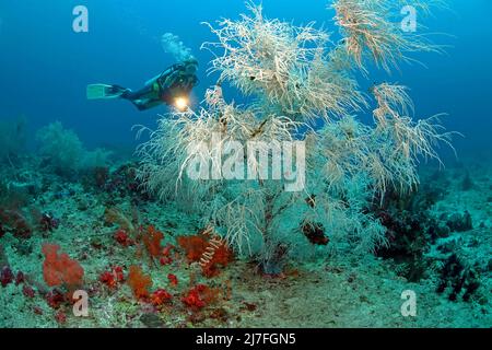Corallo nero o corallo nero di Spalato-poro (Antipathes dichotoma), in una barriera corallina, Cebu, Filippine, Asia Foto Stock